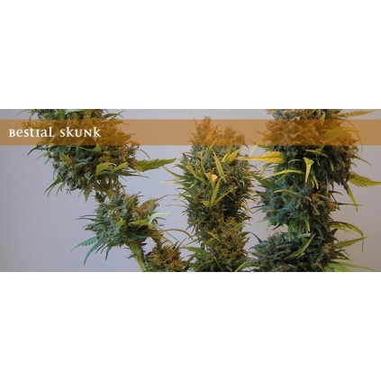Elite seeds. Bestial Skunk