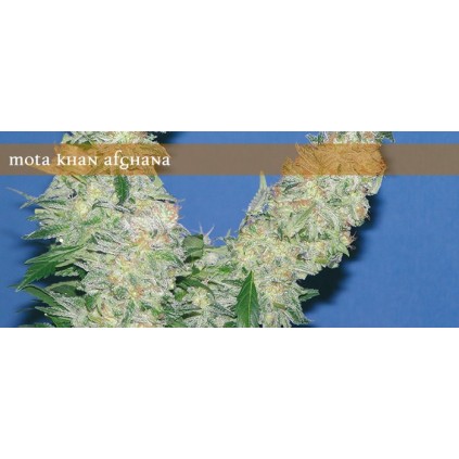 Elite seeds. Mota Khan