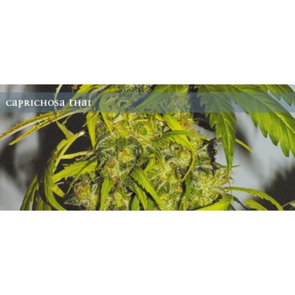 Elite seeds. Caprichosa Thai