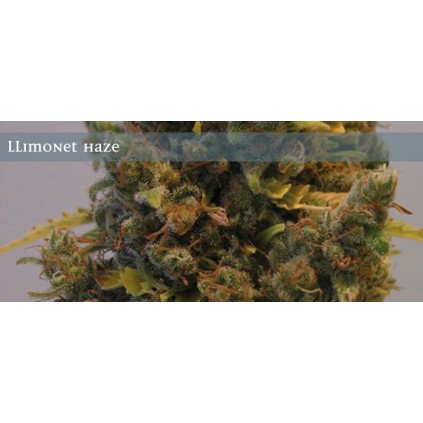 Elite seeds. Llimonet Haze