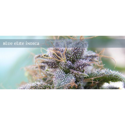 Banana Joint. Elite seeds. 