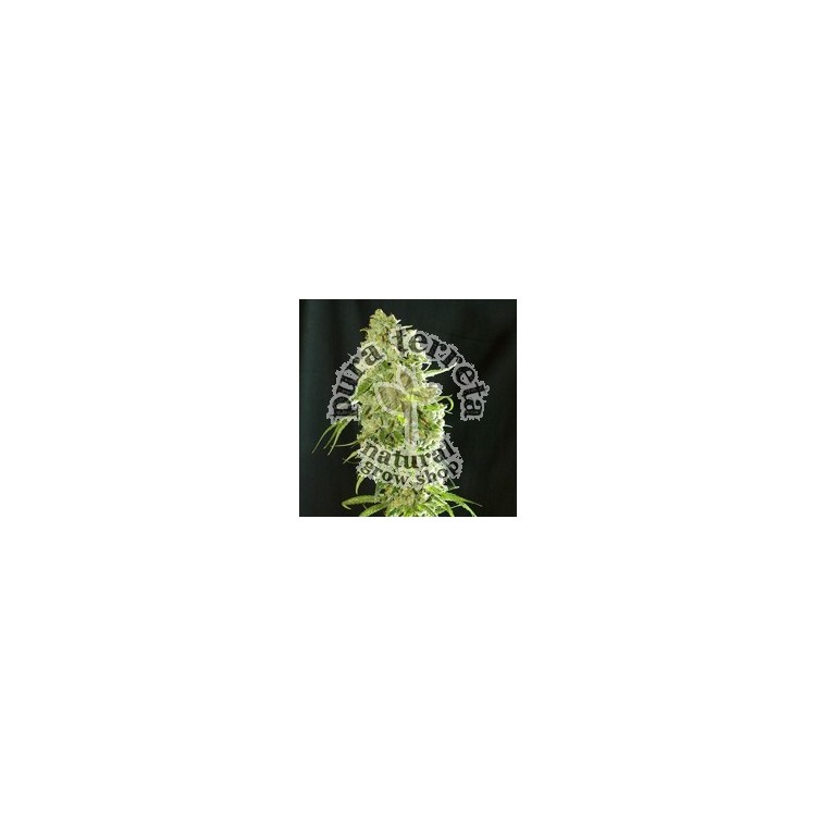 Resin seeds. Cannatonic