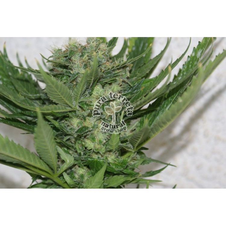 Resin seeds. Sour P