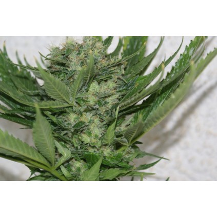 Resin seeds. Sour P