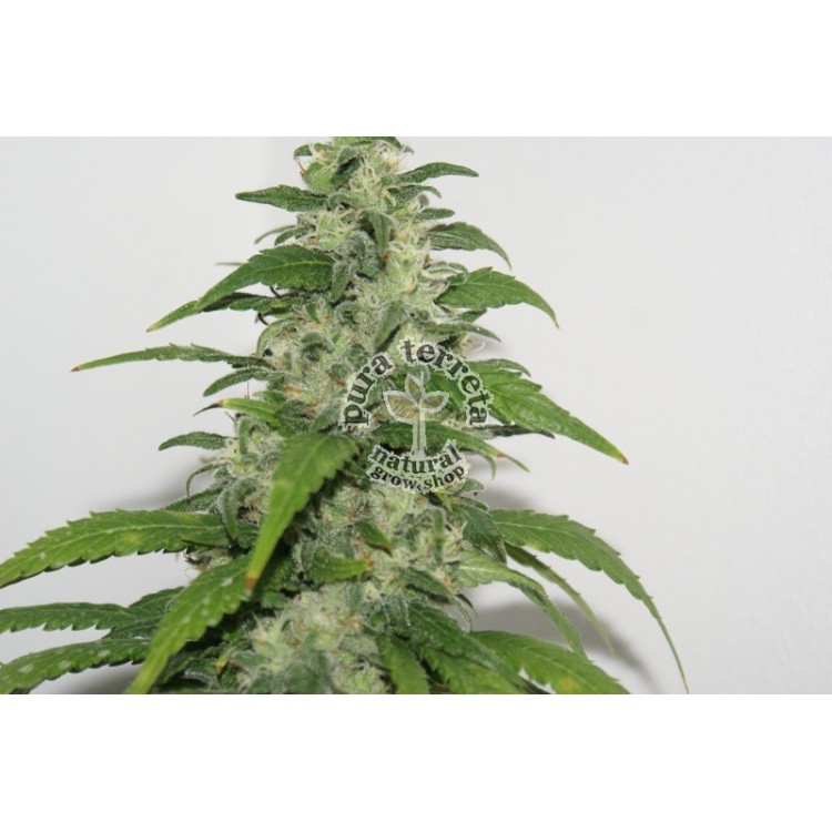 Resin seeds. Yummy