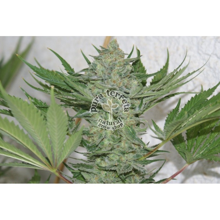 Critical Haze. Resin seeds. 
