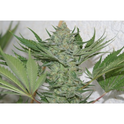 Critical Haze. Resin seeds. 