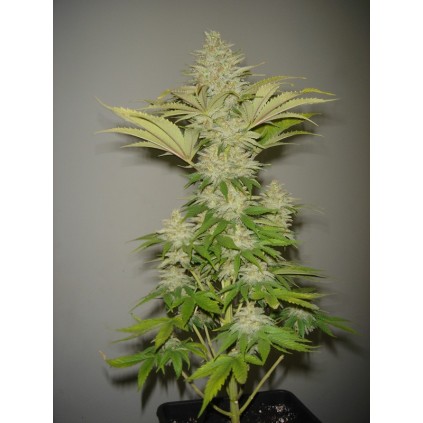 Bubblicious. Resin seeds. 