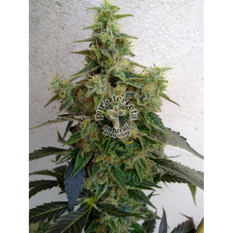 Dieseltonic. Resin seeds. 