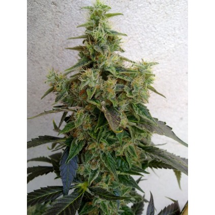Dieseltonic. Resin seeds. 