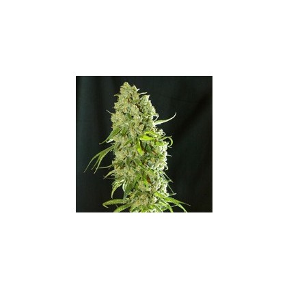 Cannatonic. Resin seeds.