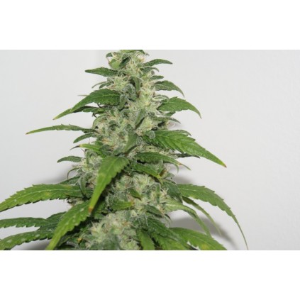 Yummy. Resin seeds. 