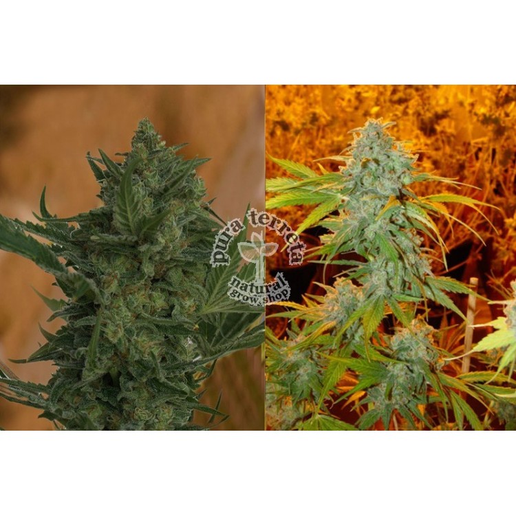 Critical Haze. Resin seeds. 