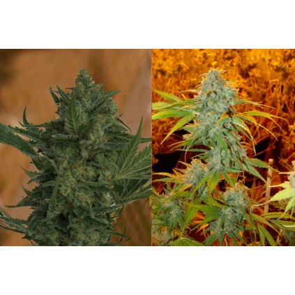 Critical Haze. Resin seeds. 