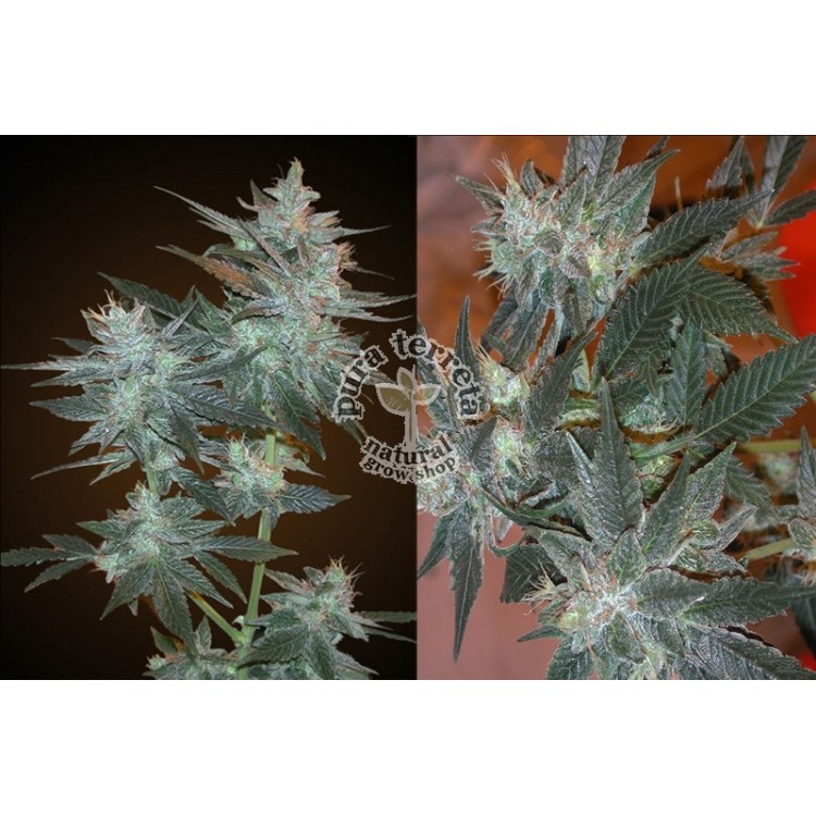 L.A. Ultra. Resin seeds. 