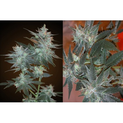 L.A. Ultra. Resin seeds. 