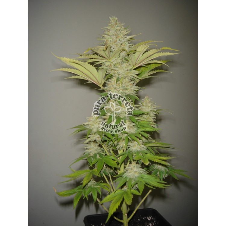 Bubblicious. Resin seeds. 