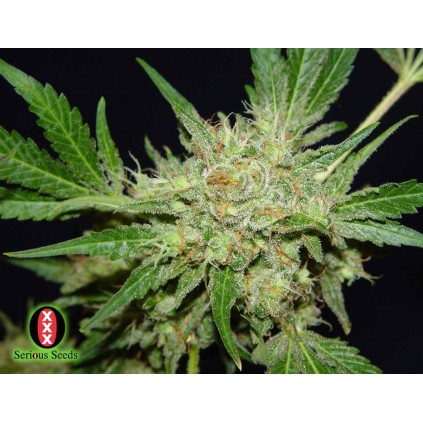 Chronic Serious Seeds 