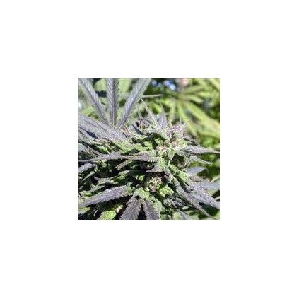 Biddy Early Serious Seeds 