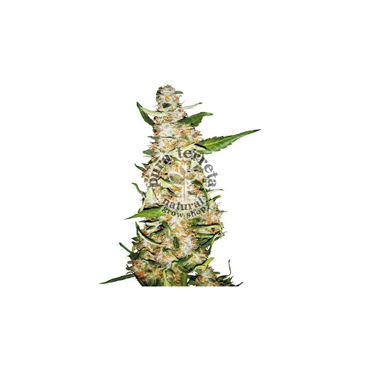 Skunk 1 auto Sensi seeds