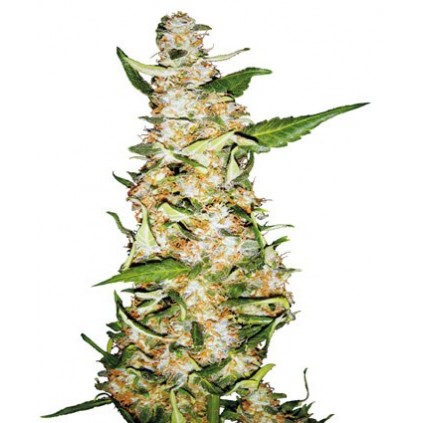 Skunk 1 auto Sensi seeds