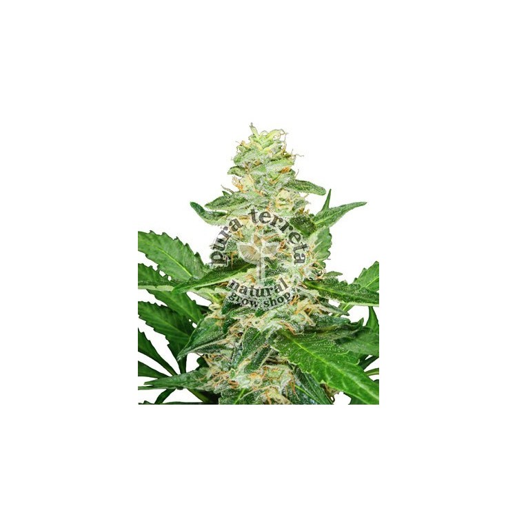 Super Skunk auto Sensi seeds