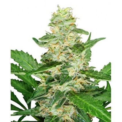 Super Skunk auto Sensi seeds