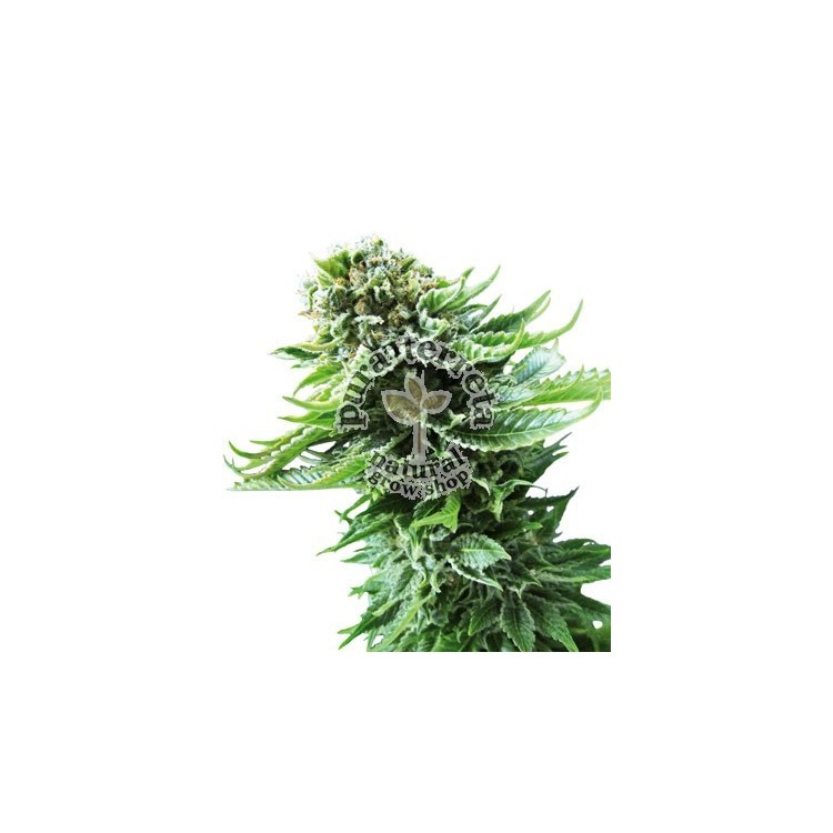 Northern lights auto Sensi seeds