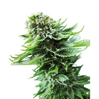 Northern lights auto Sensi seeds