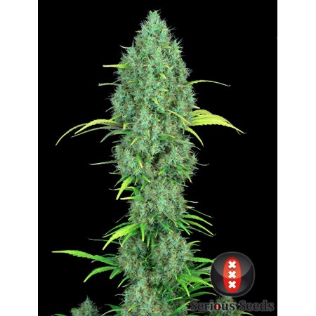 White Russian serious seeds