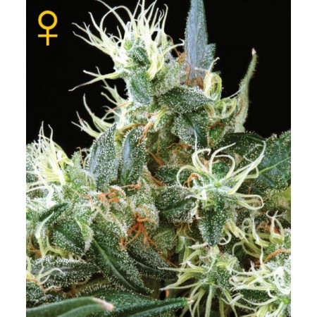 Northern lights Auto Green House 