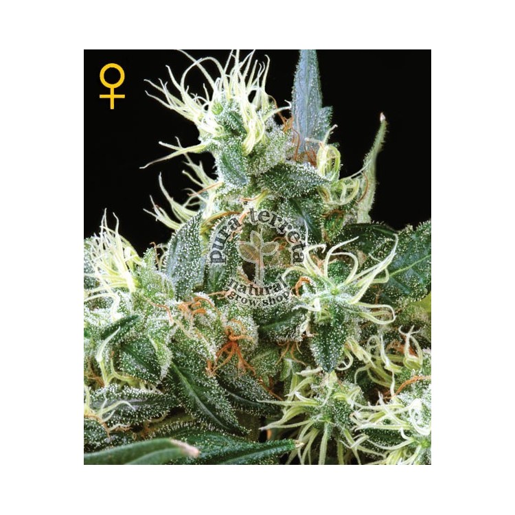 Northern lights Auto Green House 