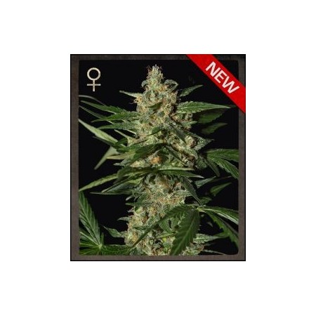 Damnesia Auto Green House