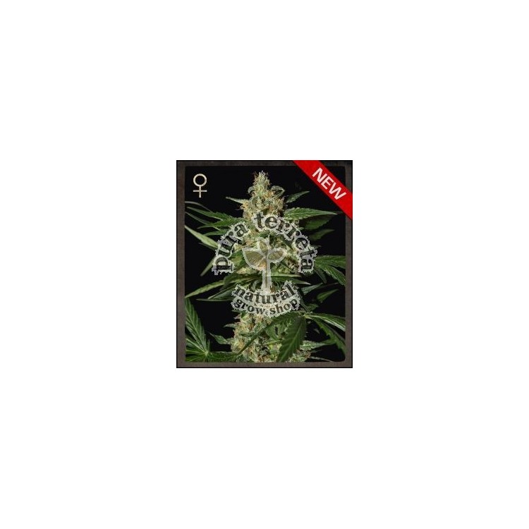 Damnesia Auto Green House
