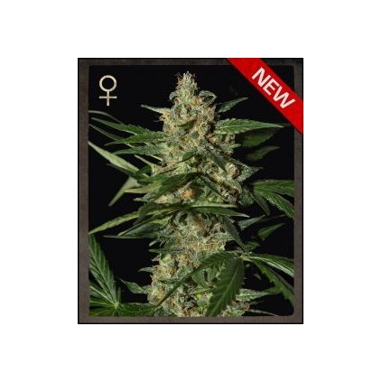 Damnesia Auto Green House