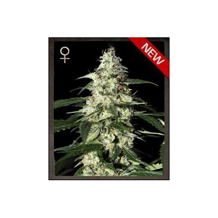 Skunk Auto Green House