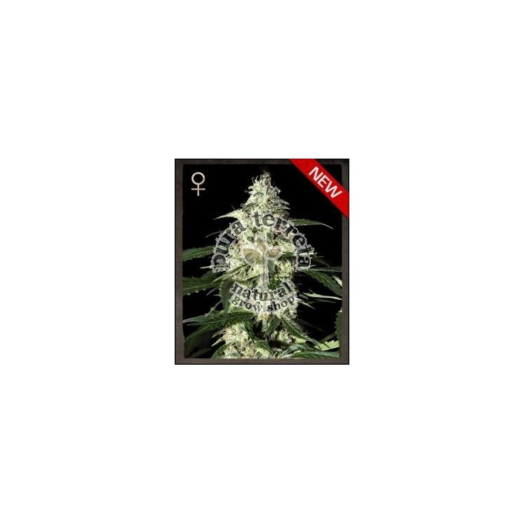 Skunk Auto Green House