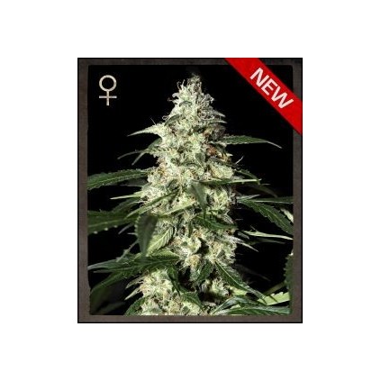 Skunk Auto Green House