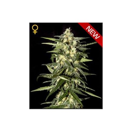 Jack Herer Auto Green House