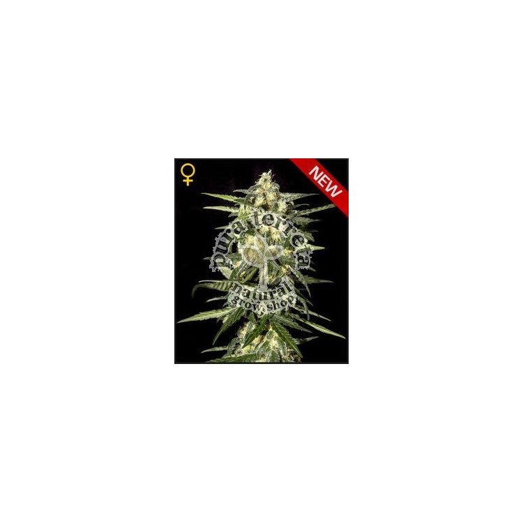 Jack Herer Auto Green House