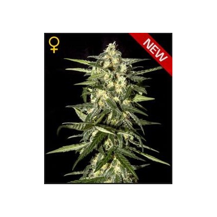 Jack Herer Auto Green House