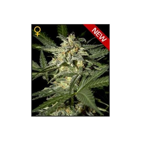 White Widow Auto Green House