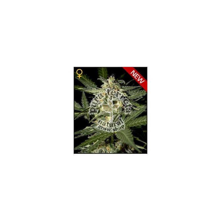 White Widow Auto Green House