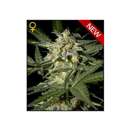 White Widow Auto Green House