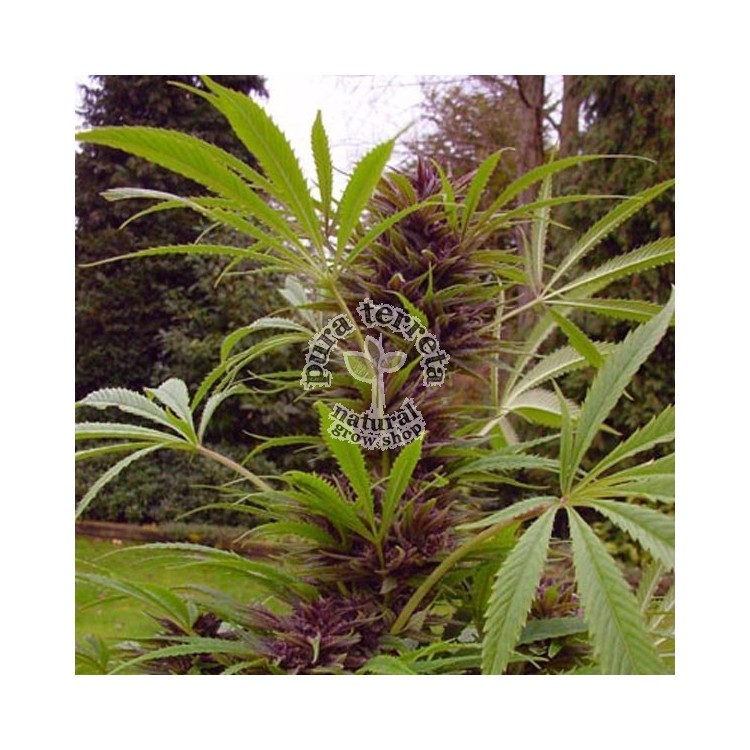 Sweet Purple Paradise Seeds