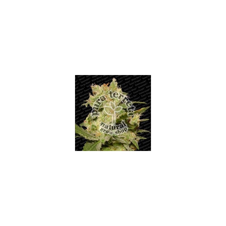 Auto Jack Paradise Seeds