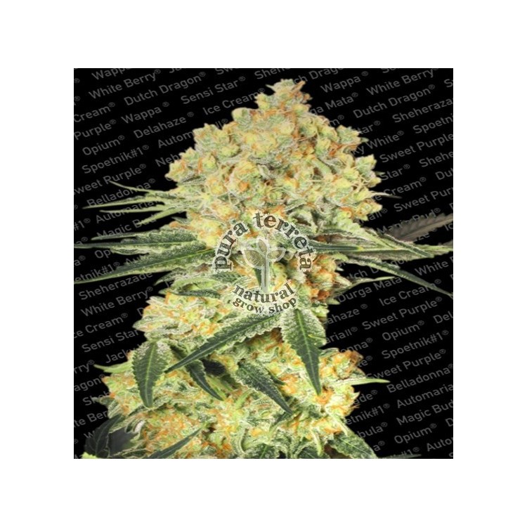 Auto Wappa Paradise Seeds