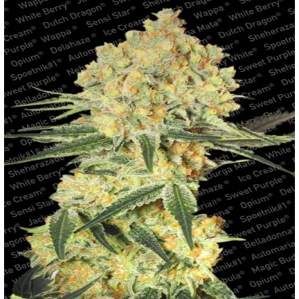 Auto Wappa Paradise Seeds