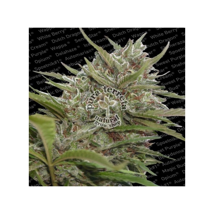 Auto White Berry Paradise Seeds