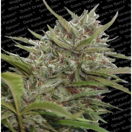 Auto White Berry Paradise Seeds